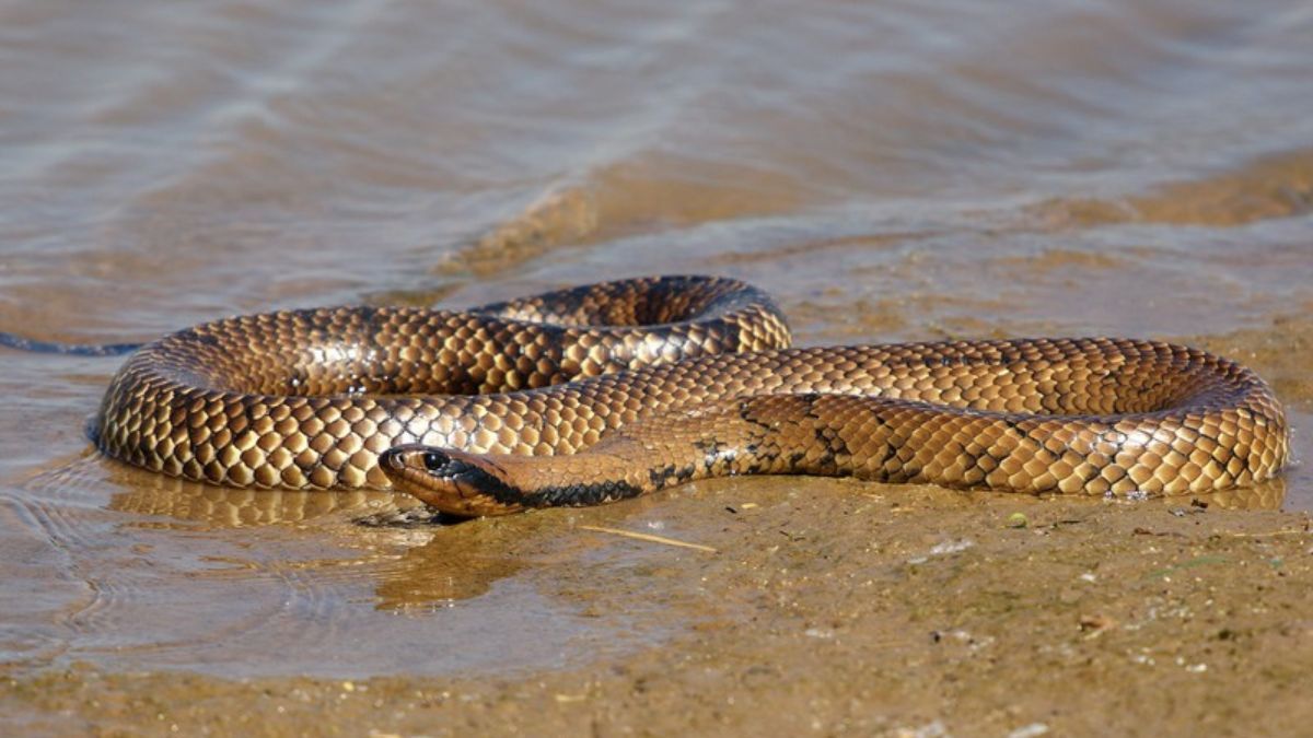 Ñacaniñá acuática. Ñacaniñá acuática.