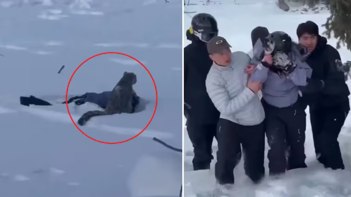 Se quiso sacar una selfie con un leopardo y terminó entre sus garras