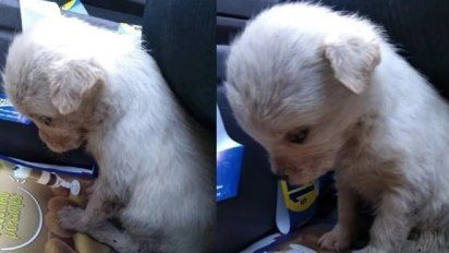 Rescataron a una perrita tirada en la basura y su tristeza conmovió las redes sociales