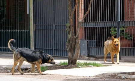 Una jauría de perros mató a una mujer en Mendoza en plena calle Una jauría de perros mató a una mujer en Mendoza en plena calle