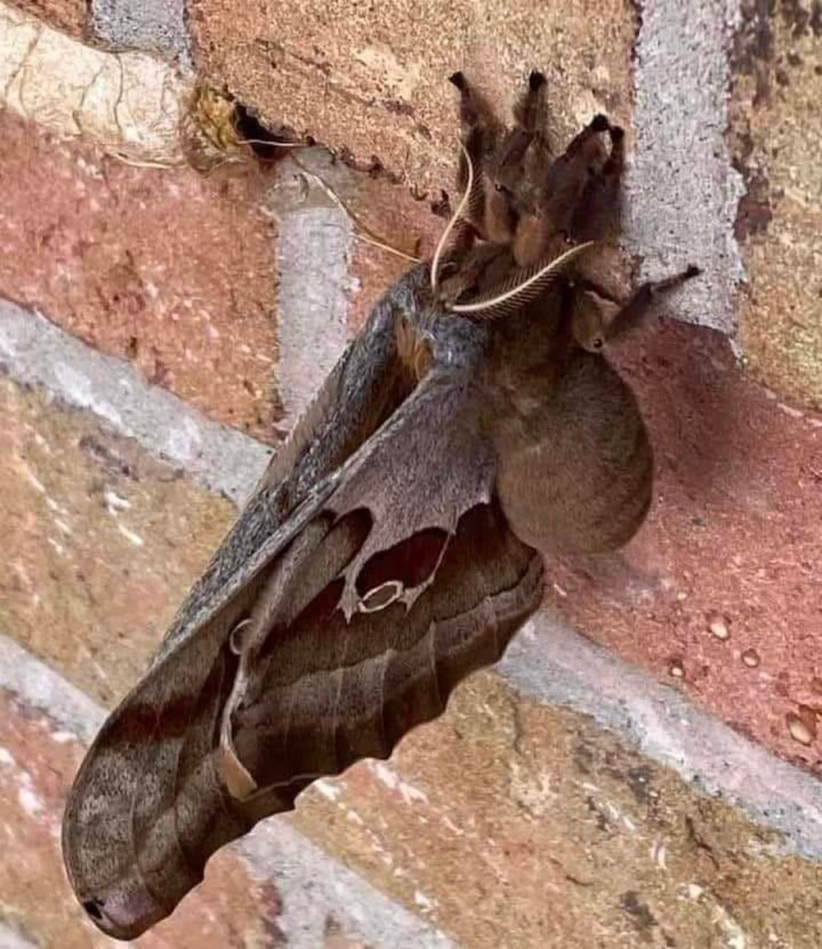 La polilla Polyphemus, es un miembro norteamericano de la familia Saturniidae, las polillas de seda gigantes. Es una polilla de color café, y suelen llegar a medir hasta de 15 cm. La polilla Polyphemus, es un miembro norteamericano de la familia Saturniidae, las polillas de seda gigantes. Es una polilla de color café, y suelen llegar a medir hasta de 15 cm.