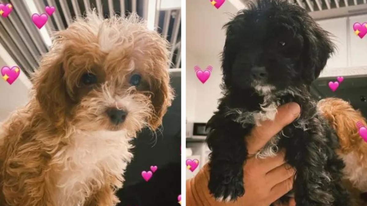 Gran Hermano: preocupa el futuro incierto de Mora y Caramelo