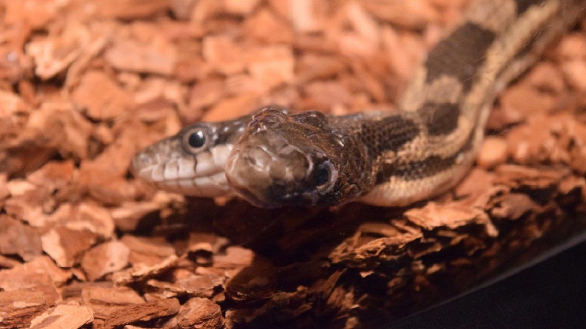 Viral: en India encontraron una cobra de dos cabezas y los expertos quedaron impactados.