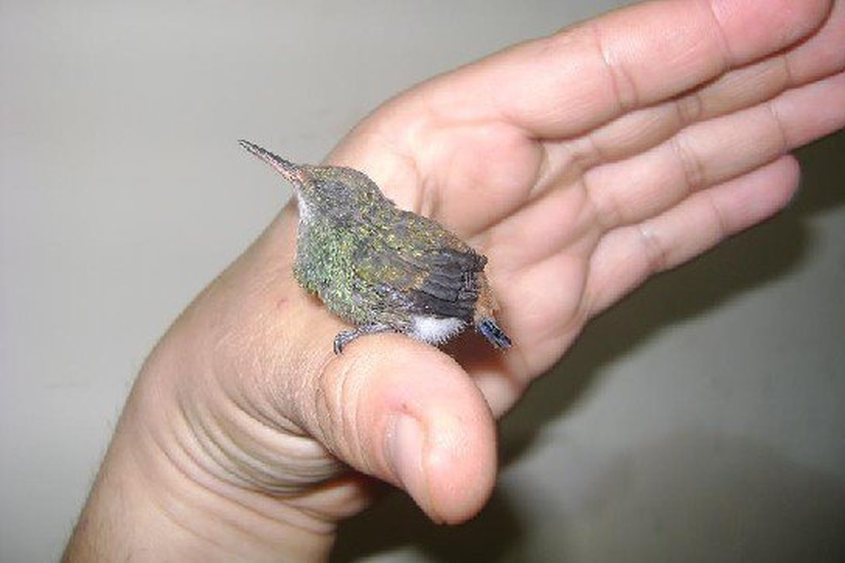 Para dormir, el colibrí entra en un estado similar a la hibernación llamado letargo.