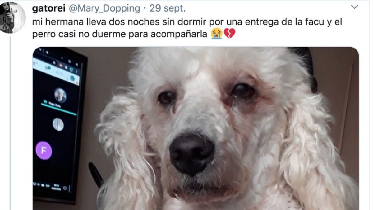Viral: un perro pasó dos noches sin dormir para acompañar a su dueña con una “entrega de la facu”