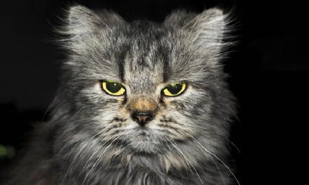 Cuáles son las 5 cosas que los gatos odian de los humanos Cuáles son las 5 cosas que los gatos odian de los humanos