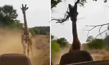 increible persecucion de una jirafa a un todoterreno con turistas increible persecucion de una jirafa a un todoterreno con turistas