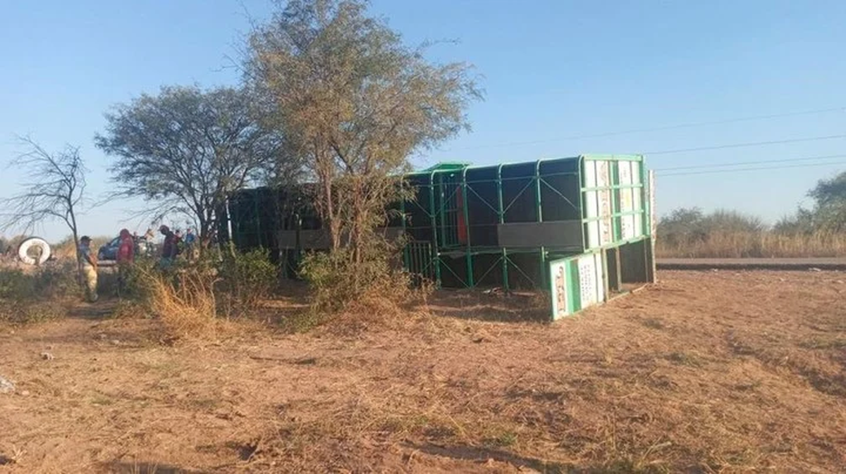 Volcó un camión con vacas en Santiago del Estero y los vecinos se pelearon para llevarse animales muertos.