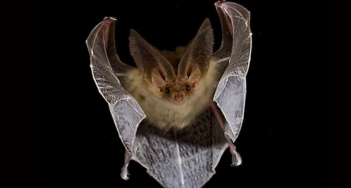 Un grupo de investigadores chinos encontraron 24 genomas de coronavirus nuevos en murciélagos