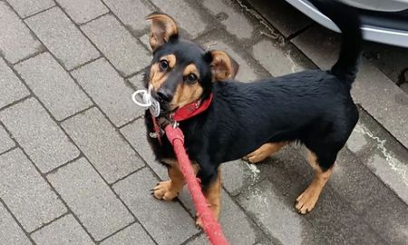 Liberan a Coco: el perro que quedó aislado en Ezeiza volverá a su casa Liberan a Coco: el perro que quedó aislado en Ezeiza volverá a su casa