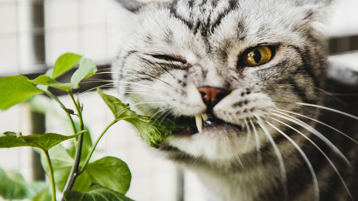 Estimulación natural: El Catnip y la Menta Gatuna son herramientas ideales para enriquecer el ambiente de los gatos que viven en departamentos.
