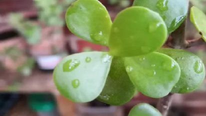 Cómo cuidar el árbol de jade