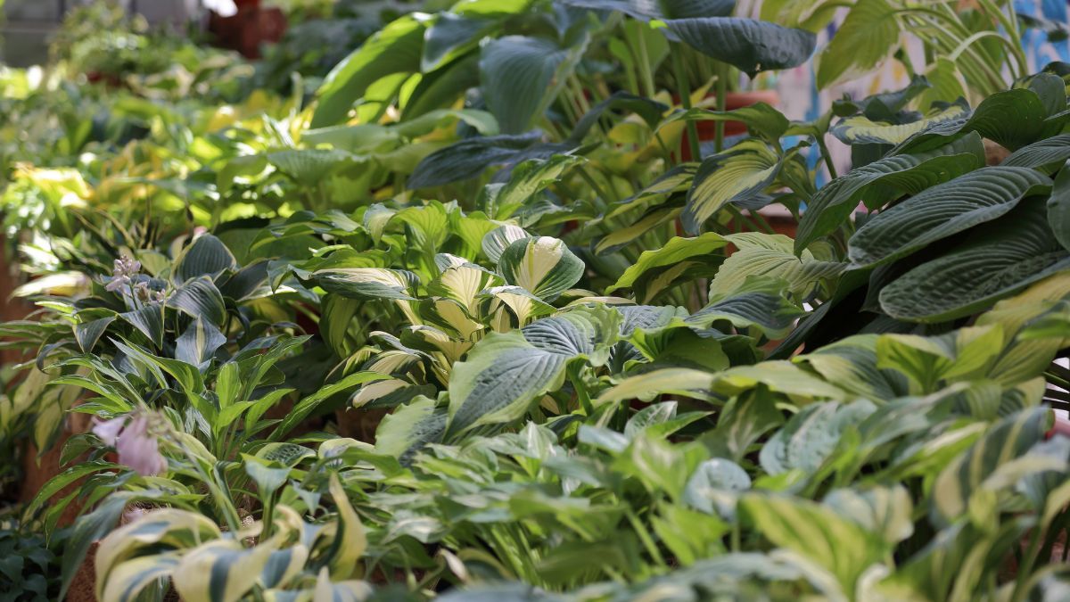 Las plantas de sombra permiten aprovechar sectores del jardín donde el sol no llega.