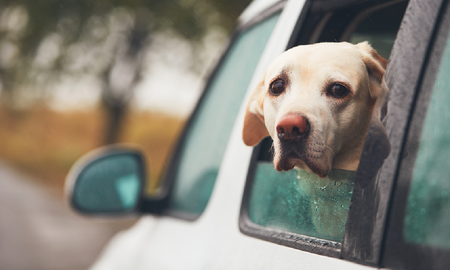 Intento evitar que su mascota saltara por la ventana del auto, hizo una mala maniobra y mató a su hija Intento evitar que su mascota saltara por la ventana del auto, hizo una mala maniobra y mató a su hija