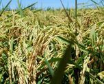 Arroz y carbono: la cadena se organiza ante las nuevas reglas ambientales del mercado Arroz y carbono: la cadena se organiza ante las nuevas reglas ambientales del mercado