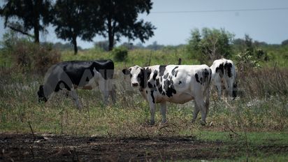 Santa Fe y Entre Ríos frente a los retos de la lechería: financiamiento, precios y exportación