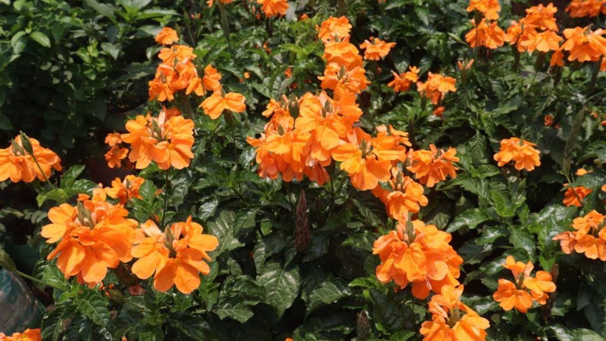 La crossandra llena de color cualquier rinc&oacute;n.&nbsp;