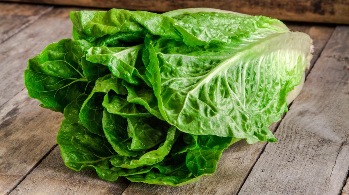 La lechuga además de ser ligera en calorías, es una excelente fuente de fibra saciante, vitamina C y provitamina A en forma de betacaroteno. La lechuga además de ser ligera en calorías, es una excelente fuente de fibra saciante, vitamina C y provitamina A en forma de betacaroteno.
