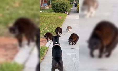 La reacción del canino no tiene desperdicio La reacción del canino no tiene desperdicio