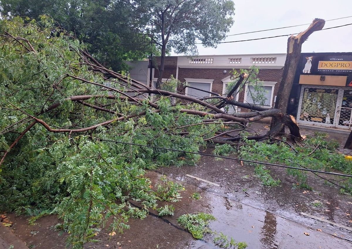 Defensa Civil de Rosario reportó al menos 53 árboles caídos a causa del fuerte viento en Rosario. Defensa Civil de Rosario reportó al menos 53 árboles caídos a causa del fuerte viento en Rosario.
