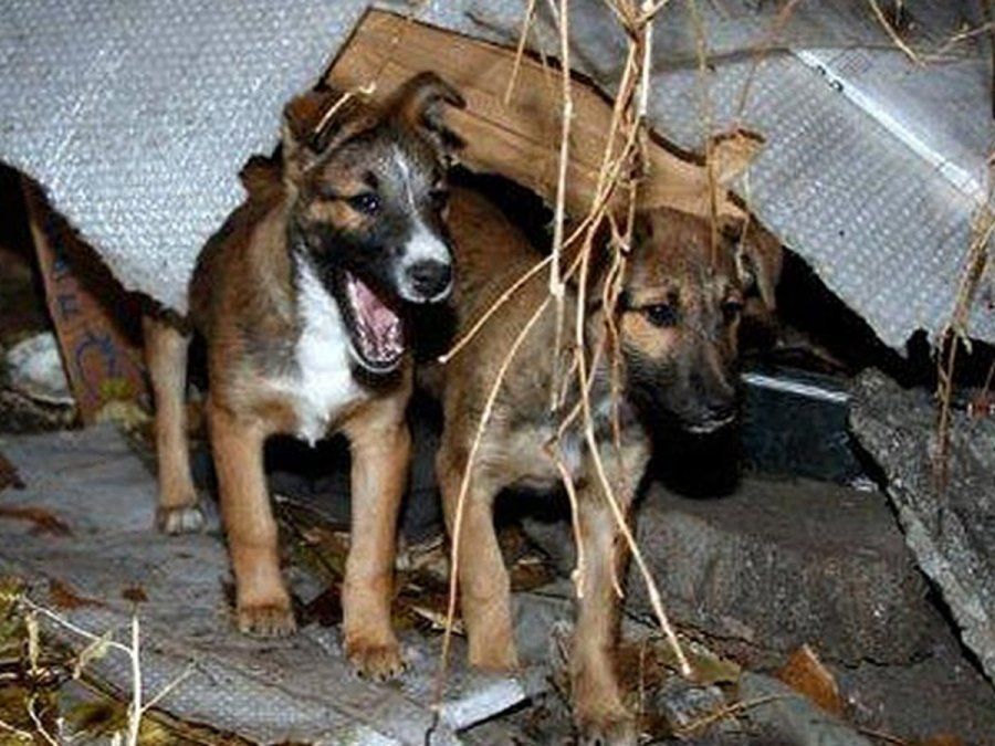 Fotografía tomada durante la matanza de perros en China.