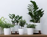 Parece una palmera en miniatura, ocupa poco espacio y es perfecta para decorar interiores.