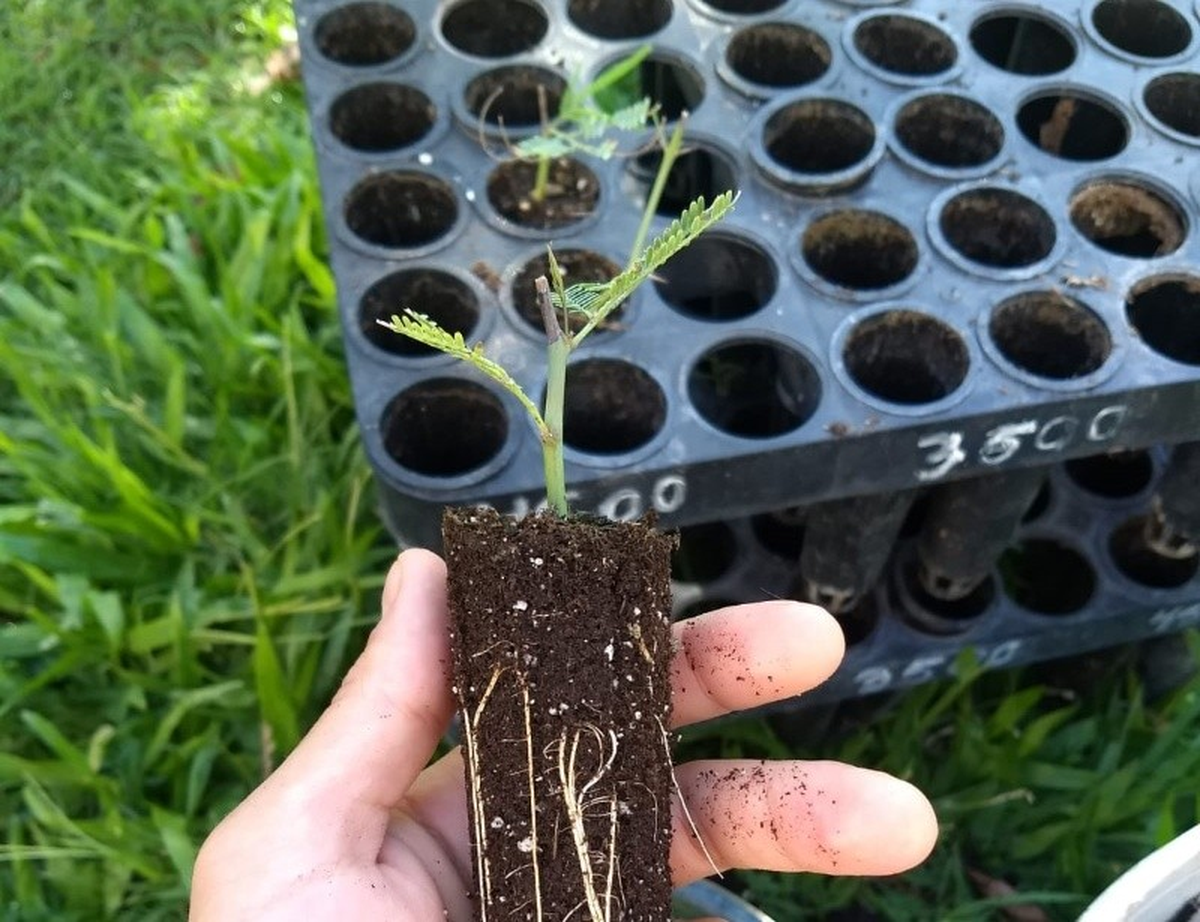 Modelo de plantín de algarrobo desarrollado por el equipo de Bender.