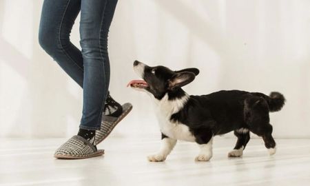 Qué significa que tu perro te siga a todos lados, según expertos. Qué significa que tu perro te siga a todos lados, según expertos.