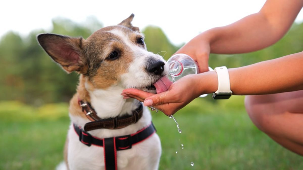 Desde Vet en Línea brindaron recomendaciones para continuar con los paseos de las mascotas en verano.