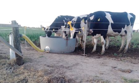 estres calorico en vacas lecheras: las claves para mitigarlo estres calorico en vacas lecheras: las claves para mitigarlo