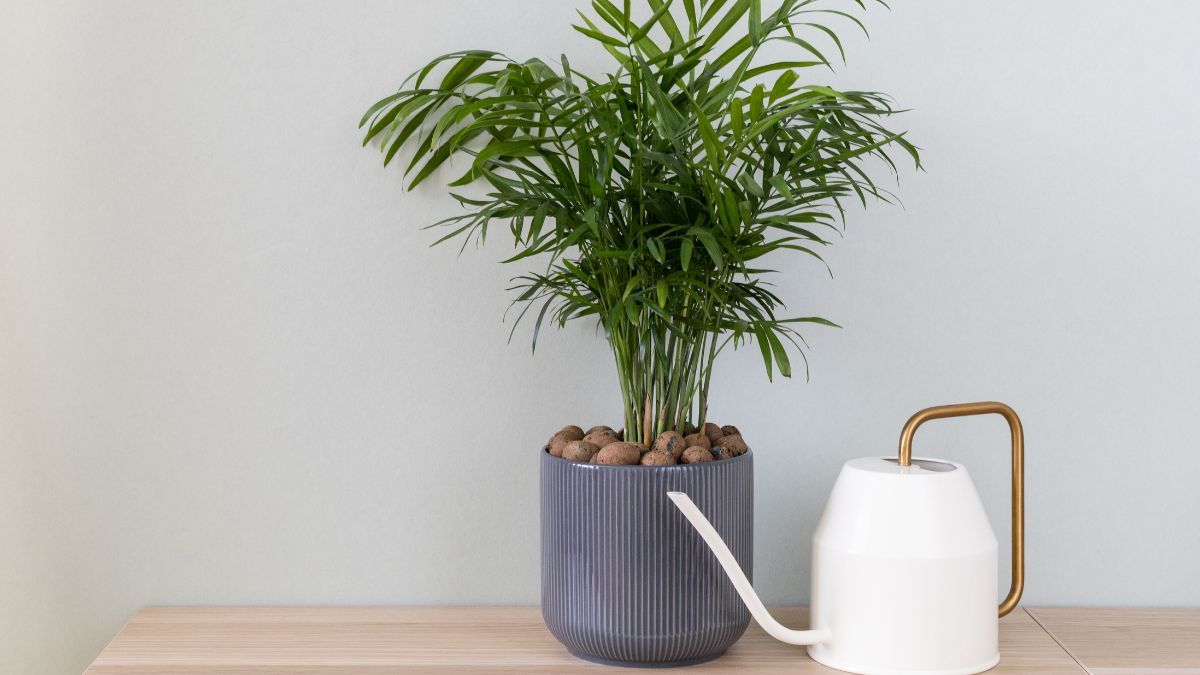 La Chamaedorea elegans necesita luz indirecta y riegos moderados para mantenerse saludable.
