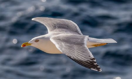 video: el impactante momento en que una gaviota se come un conejo vivo video: el impactante momento en que una gaviota se come un conejo vivo