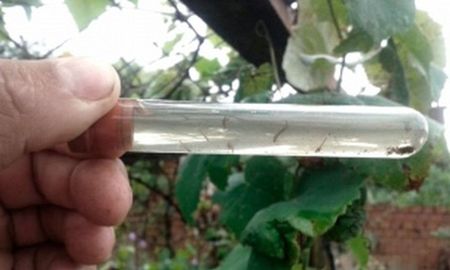 dengue dengue