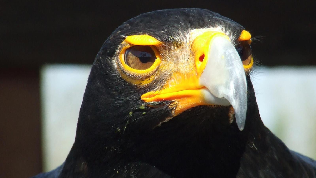 Qué significa el águila negra en los sueños
