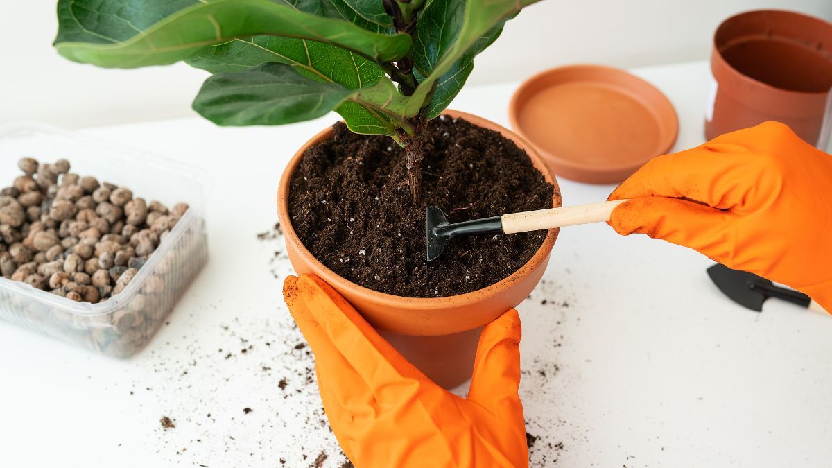 El carb&oacute;n mejora el drenaje, controla la humedad y previene hongos.&nbsp;
