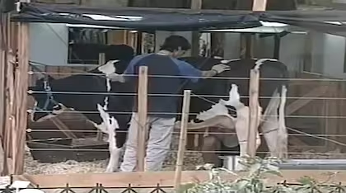 La vaca Margarita en Gran Hermano 2001. La vaca Margarita en Gran Hermano 2001.
