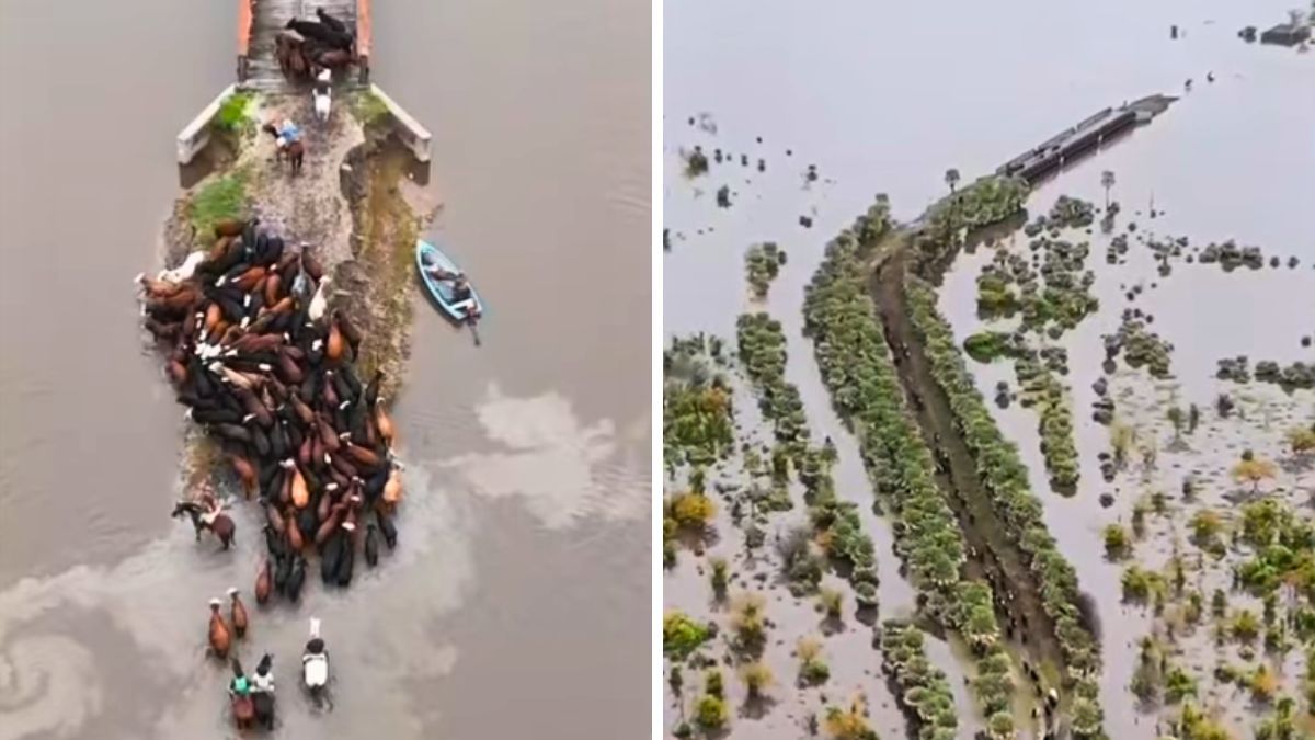 El agua cubre amplios sectores de los Bajos Submeridionales y dificulta el traslado de los animales.