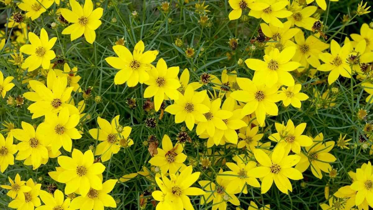  coreopsis es una de las plantas más duraderas y resistentes del verano. coreopsis es una de las plantas más duraderas y resistentes del verano. 