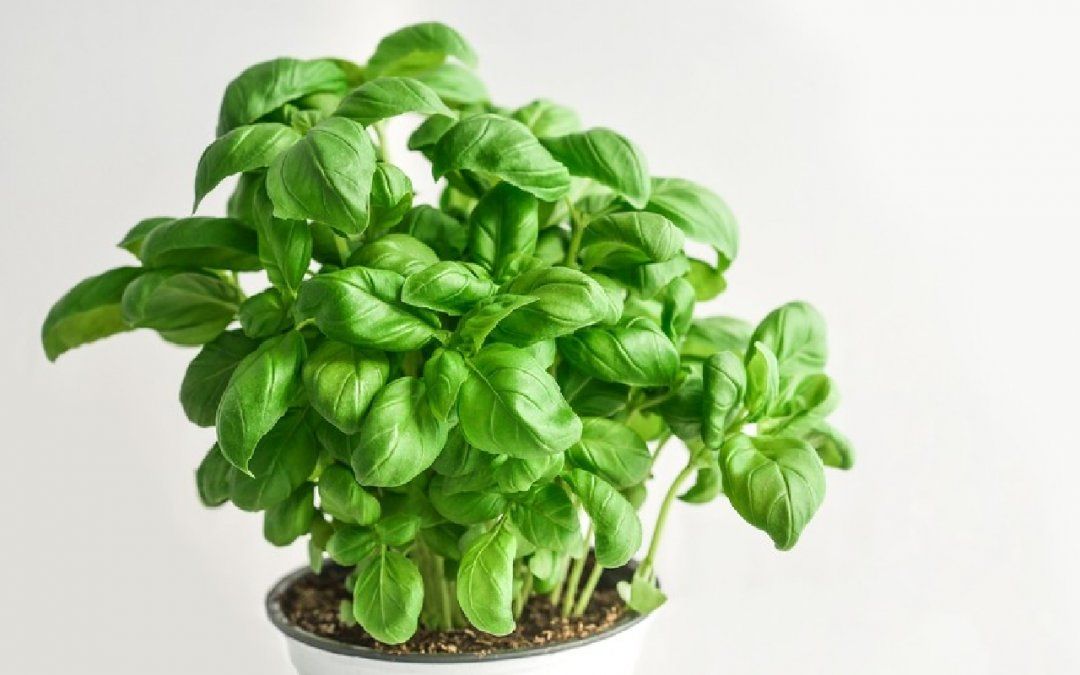 Esta planta es una hierba que se caracteriza por ser muy aromática