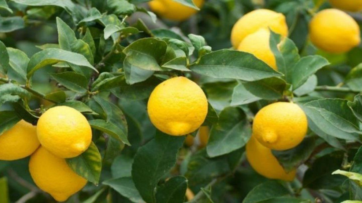Cómo cultivar un limonero en casa para obtener cítricos todo el año
