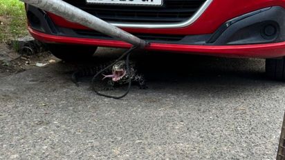 Santa Fe: un lagarto apareció debajo de un auto en pleno barrio Candioti y llamó la atención de los vecinos