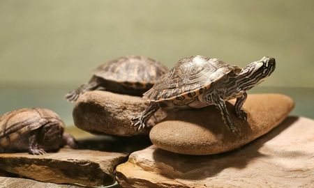 Solar con tortugas tiene un significado personal. Solar con tortugas tiene un significado personal.