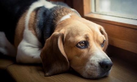 Una dura publicación revela la desesperación de los perros por la pirotecnia