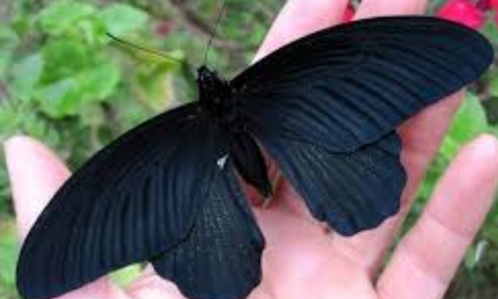 Las mariposas negras no son de mala suerte, que llegue a tu casa tiene un hermoso significado Las mariposas negras no son de mala suerte, que llegue a tu casa tiene un hermoso significado