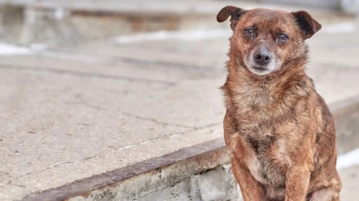El conmovedor gesto de un colectivero que subi&oacute; a un perro para que no sufra el fr&iacute;o en la calle
