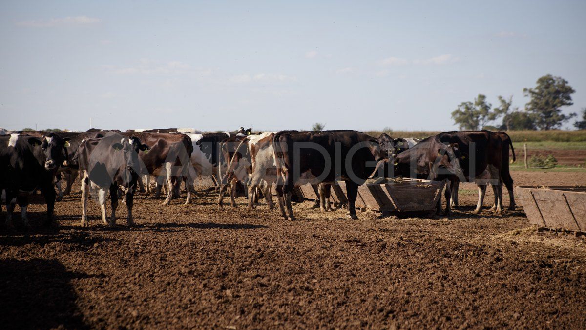 Podrán acceder a la línea todos aquellos productores que se encuentren inscriptos en el Registro Especial Bovinos Engorde a Corral con Confinamiento RES. 329/17 emitido por el Senasa.