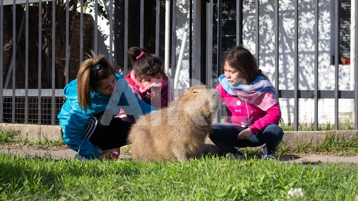 El carpincho se hizo famoso el 3 julio del 2020