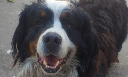 Emo, el perro rosarino que roba en el almacén y hasta tiene una cuenta corriente Emo, el perro rosarino que roba en el almacén y hasta tiene una cuenta corriente