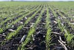 Trigo en Entre Ríos: costos en alza y caída del área ponen presión a la campaña Trigo en Entre Ríos: costos en alza y caída del área ponen presión a la campaña