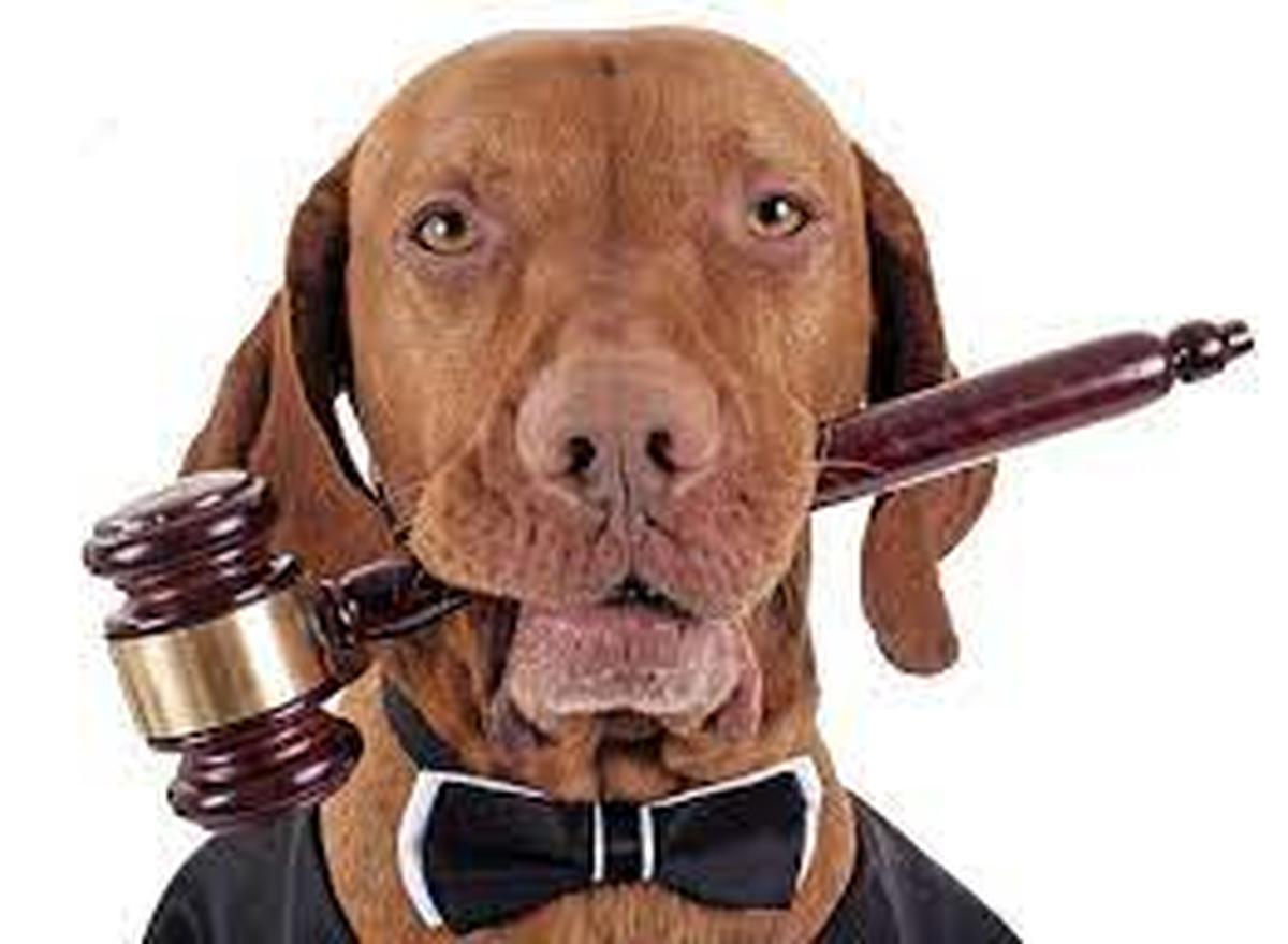 En el año 1891 se sancionó la Ley Nº 2786 Ley Nacional de Protección de Animales que declaró actos punibles los malos tratamientos ejercitados con los animales.